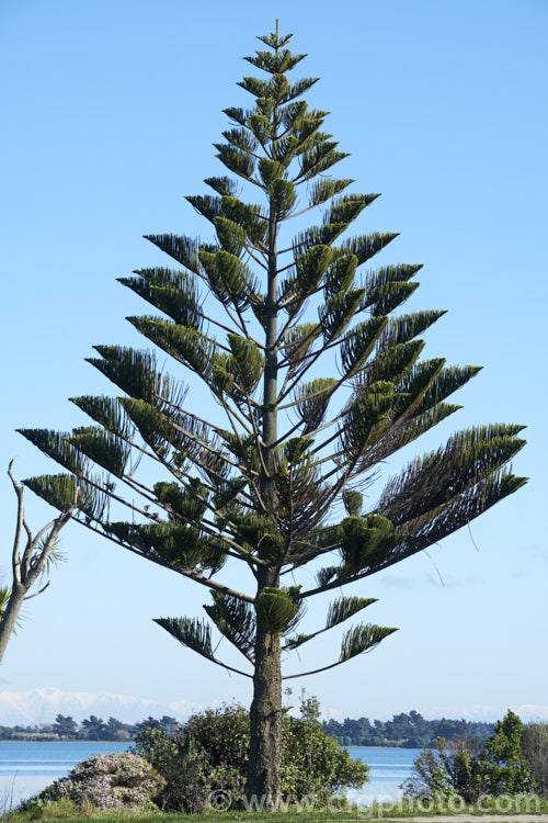 Norfolk Pine (<i>Araucaria heterophylla [syn. Araucaria excelsa]). Endemic to Norfolk Island, this tree has the unusual habit of being very upright despite constant exposure to wind, which makes it a very popular coastal tree in areas that are mild enough to support it. Order: Pinales, Family: Araucariaceae