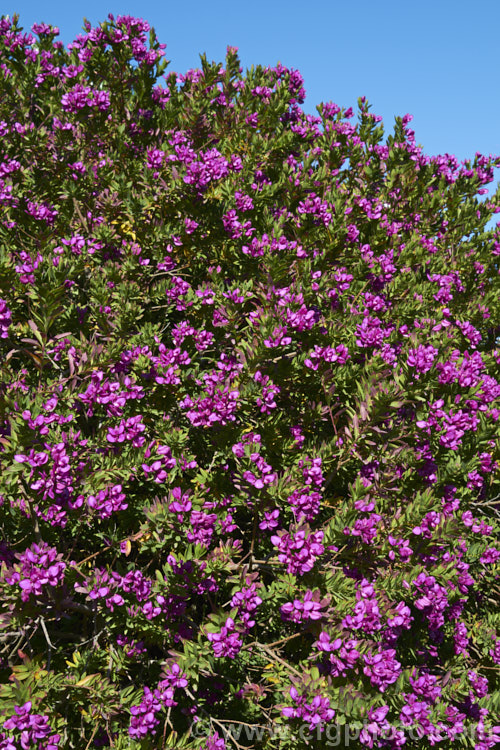 Polygala myrtifolia var. grandiflora, the commonly cultivated large-flowered form of an evergreen shrub native to South Africa. It is an almost continuous-flowering, spreading bush up to 25m high and wide. Despite the superficial similarities of the flowers, it is not in the pea family (<i>Fabaceae</i>) but its own family, the Polygalaceae. Order: Fabales, Family: Polygalaceae