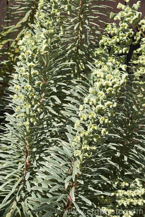 Euphorbia characias (syn. Euphorbia wulfenii, Euphorbia veneta</i>) 'Silver Swan', a subtly variegated cultivar of a woody sub-shrub from the western Mediterranean that often self-sows and naturalises in suitable climates. It flowers mainly in spring and flowerheads are also variegated