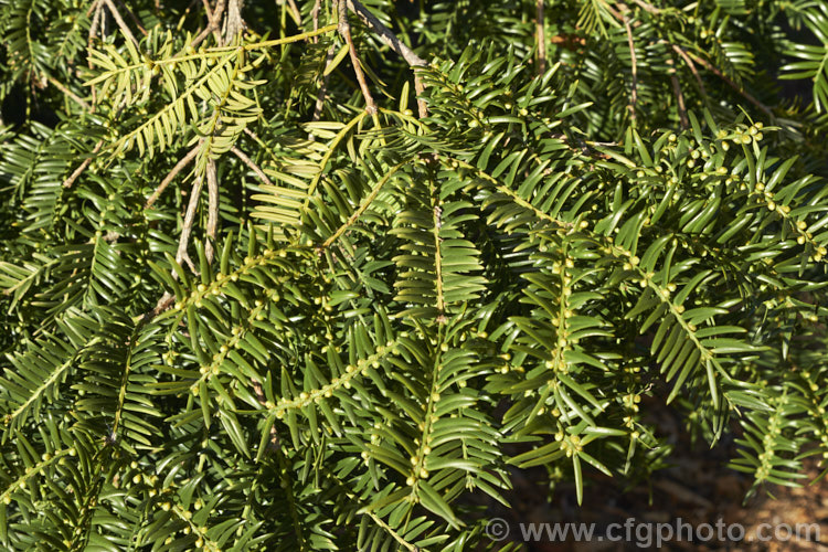 Chinese Nutmeg. Yew (<i>Torreya grandis</i>), an evergreen, 25-30m tall tree native to eastern China. Unlike some species, its seeds are not edible, but they are pressed for their oil, and the timber is widely used in its native range. This tree adapts readily to cultivation. Order: Pinales, Family: Taxaceae