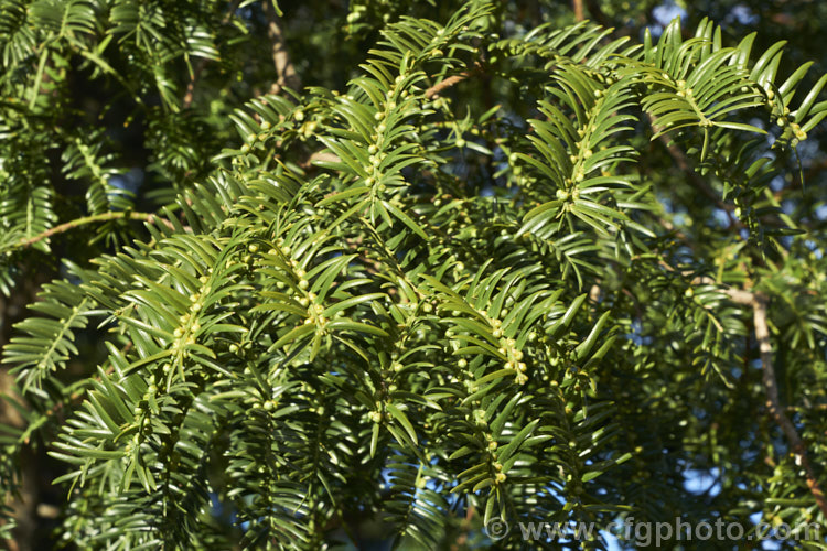Chinese Nutmeg. Yew (<i>Torreya grandis</i>), an evergreen, 25-30m tall tree native to eastern China. Unlike some species, its seeds are not edible, but they are pressed for their oil, and the timber is widely used in its native range. This tree adapts readily to cultivation. Order: Pinales, Family: Taxaceae