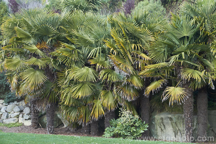 Chinese Windmill. Palm, Chusan. Palm or Hemp. Palm (<i>Trachycarpus fortunei</i>), a tough 10-20m tall fibrous-trunked fan palm from central and eastern China and Burma. A widely grown palm due to its hardiness but inclined to become rather ragged in exposed locations. trachycarpus-2555htm'>Trachycarpus.