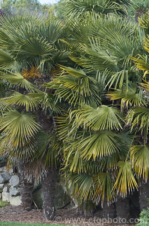 Chinese Windmill. Palm, Chusan. Palm or Hemp. Palm (<i>Trachycarpus fortunei</i>), a tough 10-20m tall fibrous-trunked fan palm from central and eastern China and Burma. A widely grown palm due to its hardiness but inclined to become rather ragged in exposed locations. trachycarpus-2555htm'>Trachycarpus.