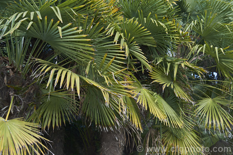 Chinese Windmill. Palm, Chusan. Palm or Hemp. Palm (<i>Trachycarpus fortunei</i>), a tough 10-20m tall fibrous-trunked fan palm from central and eastern China and Burma. A widely grown palm due to its hardiness but inclined to become rather ragged in exposed locations. trachycarpus-2555htm'>Trachycarpus.