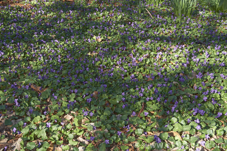 Sweet Violet (<i>Viola odorata</i>) thriving in the dappled shade under a deciduous tree. This is a low-growing, stoloniferous, spring-flowering. European perennial. The flowers are sweetly scented and the fragrance is widely used in perfumes. viola-2165htm'>Viola. <a href='violaceae-plant-family-photoshtml'>Violaceae</a>.