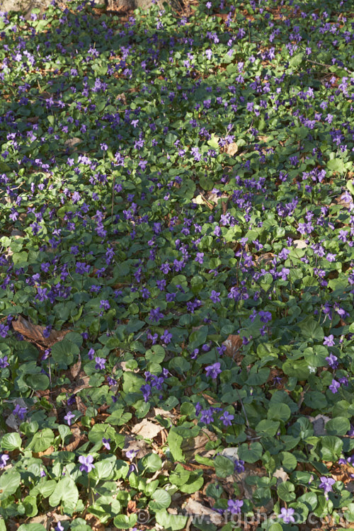 Sweet Violet (<i>Viola odorata</i>) thriving in the dappled shade under a deciduous tree. This is a low-growing, stoloniferous, spring-flowering. European perennial. The flowers are sweetly scented and the fragrance is widely used in perfumes. viola-2165htm'>Viola. <a href='violaceae-plant-family-photoshtml'>Violaceae</a>.