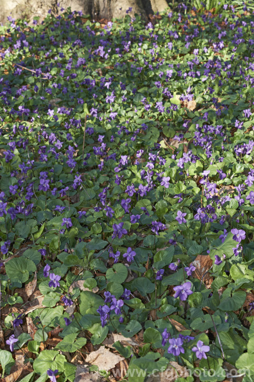 Sweet Violet (<i>Viola odorata</i>) thriving in the dappled shade under a deciduous tree. This is a low-growing, stoloniferous, spring-flowering. European perennial. The flowers are sweetly scented and the fragrance is widely used in perfumes. viola-2165htm'>Viola. <a href='violaceae-plant-family-photoshtml'>Violaceae</a>.