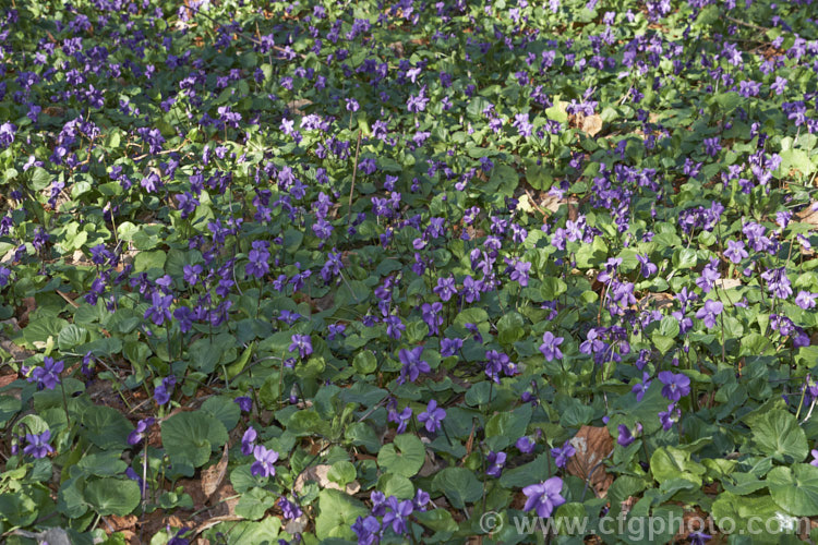 Sweet Violet (<i>Viola odorata</i>) thriving in the dappled shade under a deciduous tree. This is a low-growing, stoloniferous, spring-flowering. European perennial. The flowers are sweetly scented and the fragrance is widely used in perfumes. viola-2165htm'>Viola. <a href='violaceae-plant-family-photoshtml'>Violaceae</a>.
