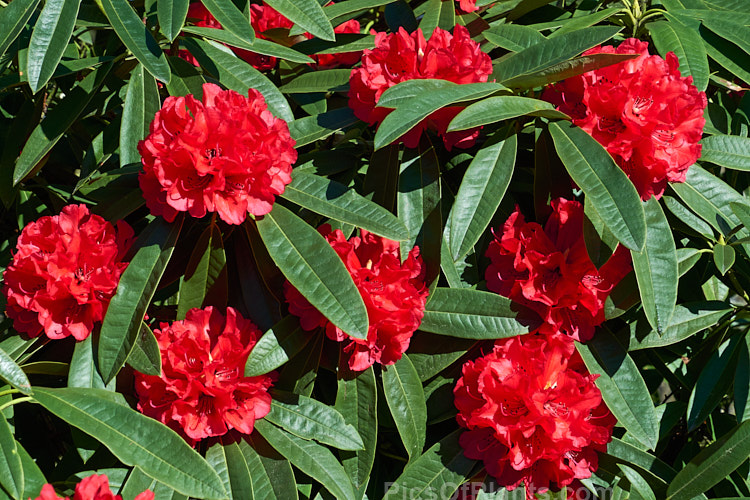 <i>Rhododendron</i> 'Kaponga' (<i>Rhododendron arboreum</i> x 'Ivery's Scarlet'), a 1979 New Zealand-raised hybrid by Bernard Holland that is very similar to the better-known 'Cornubia'. It grows to around 4m high x 3m wide. Order: Ericales, Family: Ericaceae