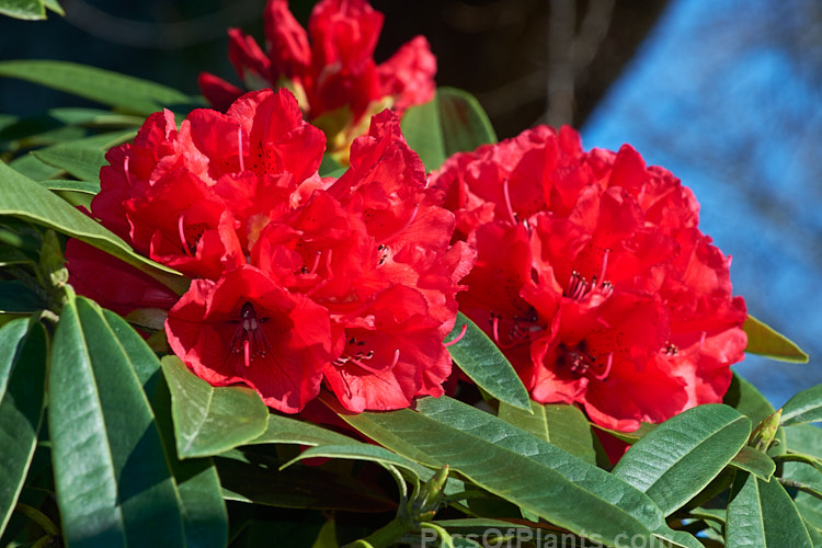 <i>Rhododendron</i> 'Kaponga' (<i>Rhododendron arboreum</i> x 'Ivery's Scarlet'), a 1979 New Zealand-raised hybrid by Bernard Holland that is very similar to the better-known 'Cornubia'. It grows to around 4m high x 3m wide. Order: Ericales, Family: Ericaceae