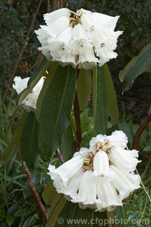 Rhododendron grande, one of the Grandia series of large-leaved species, this evergreen shrub or small tree can grow to 10m tall and has heavily veined leaves up to 30cm long. The flower trusses, pink in bud opening pale cream to white with a deep purple-red base inside around the nectaries, are made up of up to 25 flowers each of which can reach 50mm long. It is native to northern India, Nepal and neighbouring parts of China