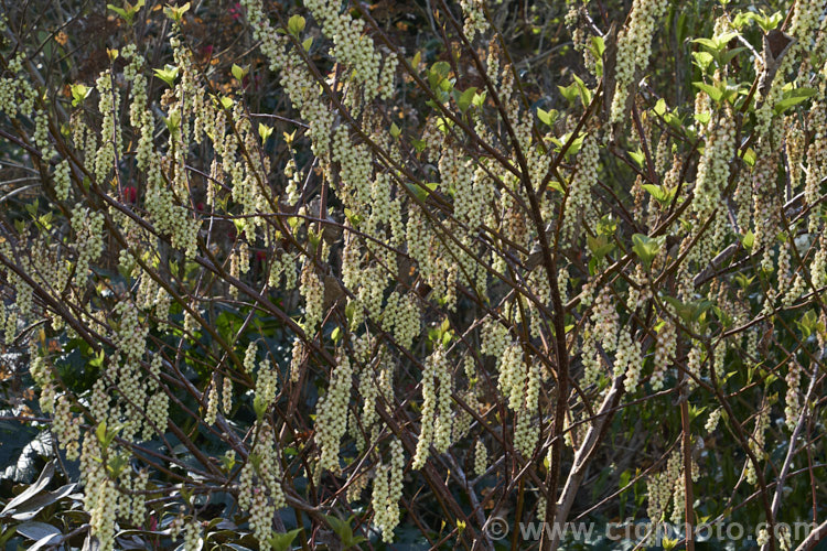 Spring Spiketail (<i>Stachyurus praecox</i>), a 2m high and wide, deciduous shrub native to Japan. The flowers usually open before the foliage appears. The autumn foliage colours can be vivid in good years.