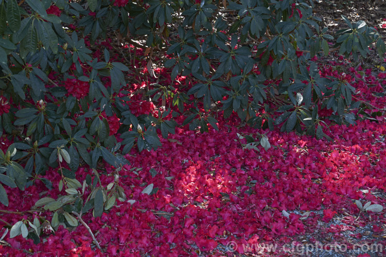 Rhododendron arboreum, an early-flowering, tree-like species widespread in the Himalayas and Southeast Asia. It has been very influential in the development of red-flowered hybrids. The flowers are usually deep red, but there are several natural varieties that vary in flower colour and growth habit. The degree of glossiness and darkness of the foliage also varies