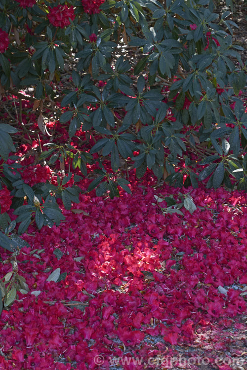 Rhododendron arboreum, an early-flowering, tree-like species widespread in the Himalayas and Southeast Asia. It has been very influential in the development of red-flowered hybrids. The flowers are usually deep red, but there are several natural varieties that vary in flower colour and growth habit. The degree of glossiness and darkness of the foliage also varies