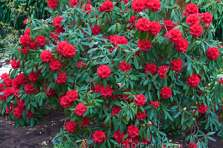 <i>Rhododendron</i> 'Kaponga' (<i>Rhododendron arboreum</i> x 'Ivery's Scarlet'), a 1979 New Zealand-raised hybrid by Bernard Holland that is very similar to the better-known 'Cornubia'. It grows to around 4m high x 3m wide. Order: Ericales, Family: Ericaceae