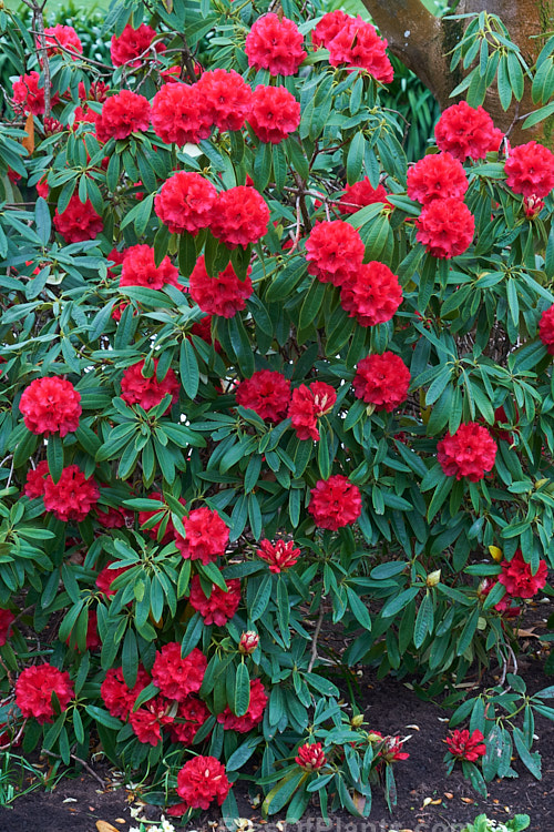 <i>Rhododendron</i> 'Kaponga' (<i>Rhododendron arboreum</i> x 'Ivery's Scarlet'), a 1979 New Zealand-raised hybrid by Bernard Holland that is very similar to the better-known 'Cornubia'. It grows to around 4m high x 3m wide. Order: Ericales, Family: Ericaceae