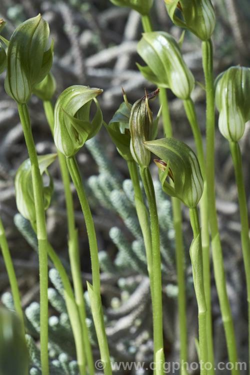 Blunt. Greenhood (<i>Pterostylis curta</i>), a spring-flowering terrestrial orchid native to southeastern Australia, Lord. HoweIsland and New Caledonia. Its flowers are up to 35mm wide and occur on sturdy stems up to 30cm high. pterostylis-3619htm'>Pterostylis.