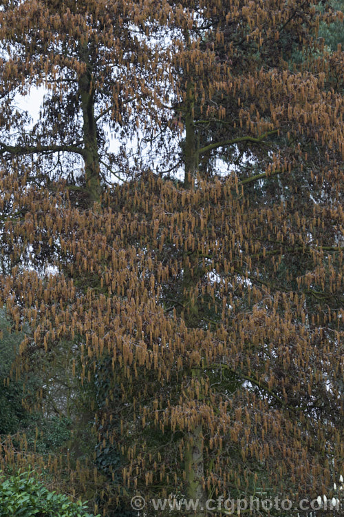 Common Alder (<i>Alnus glutinosa</i>) in early spring, with catkins. This very hardy, 20-30m tall, moisture-loving deciduous tree is native to Eurasia and North Africa. Its catkins develop in autumn. alnus-2121htm'>Alnus. <a href='betulaceae-plant-family-photoshtml'>Betulaceae</a>.