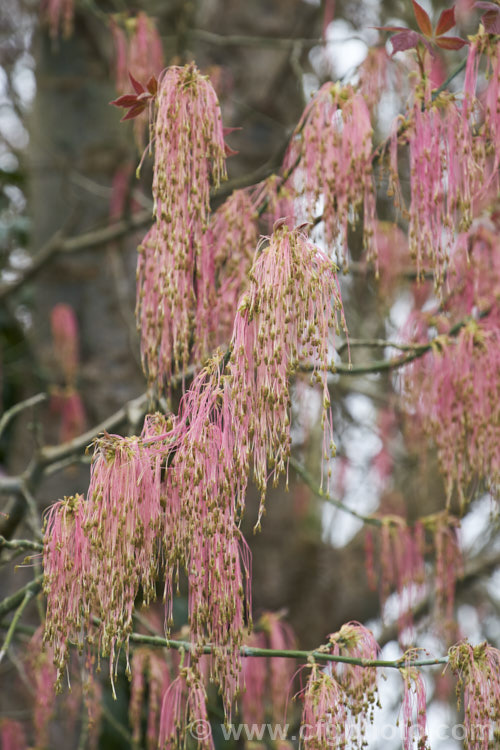 The spring flower tassels of Box Elder (<i>Acer negundo</i>), widely naturalised worldwide this 20m tall deciduous tree is a native of Central and North America and because it seeds very freely it can become something of a weed. Order: Sapindales, Family: Sapindaceae