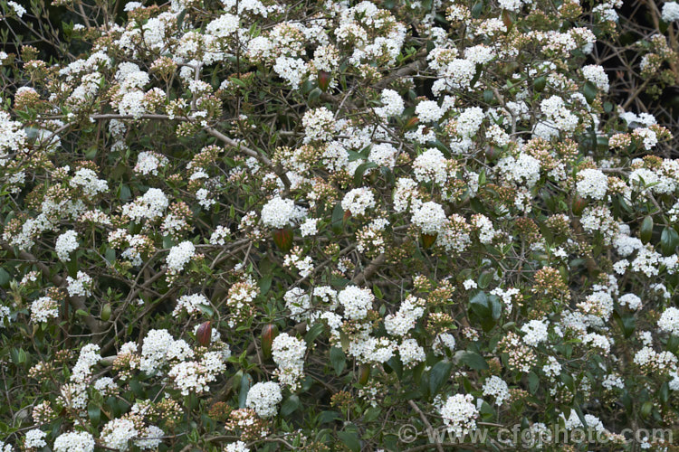 Viburnum x burkwoodii (<i>Viburnum carlesii x Viburnum utile</i>), a semi-deciduous 25-4m tall shrub. Its flowers are strongly scented and borne over a long period from late winter. viburnum-2081htm'>Viburnum. <a href='adoxaceae-plant-family-photoshtml'>Adoxaceae</a>.