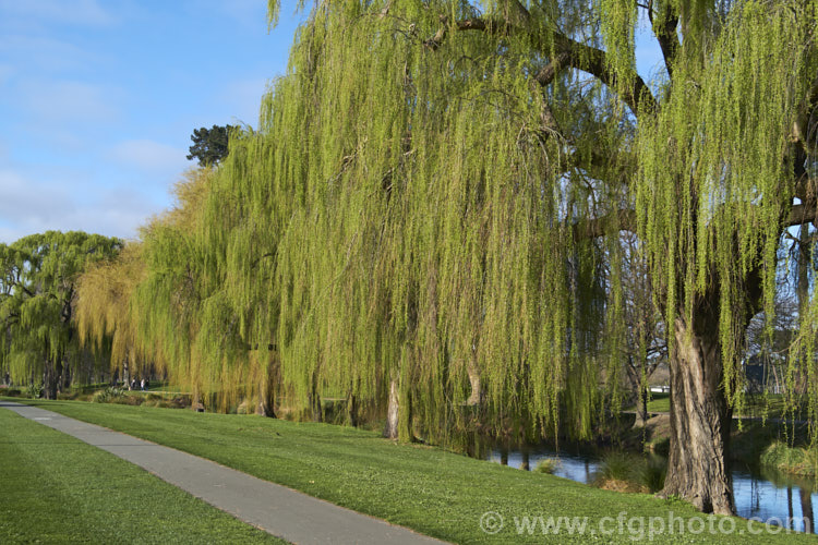 Weeping Willow (<i>Salix babylonica</i>) in early spring with young foliage. This deciduous tree is found over much of the temperate. Middle. East and Asia. It often grows near watercourses, reaches as much as 20m tall and has strongly pendulous branches. Order: Malpighiales, Family: Salicaceae