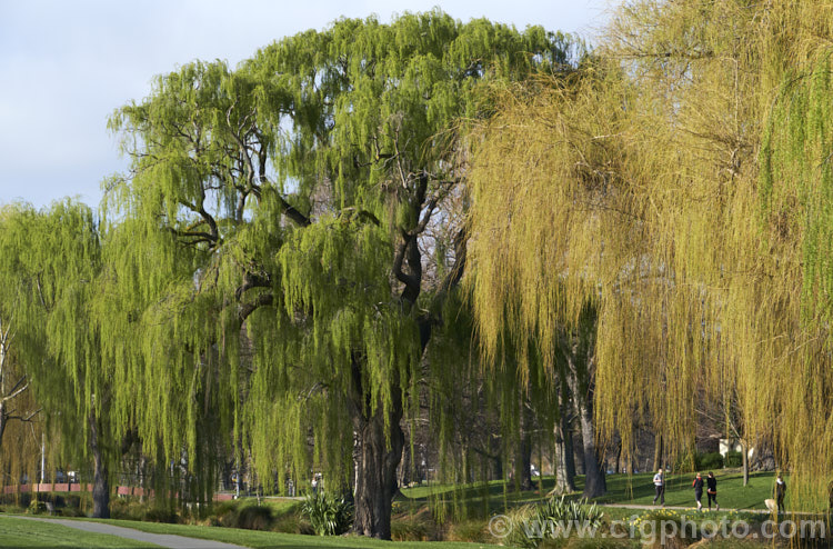 Weeping Willow (<i>Salix babylonica</i>) in early spring with young foliage. This deciduous tree is found over much of the temperate. Middle. East and Asia. It often grows near watercourses, reaches as much as 20m tall and has strongly pendulous branches. Order: Malpighiales, Family: Salicaceae