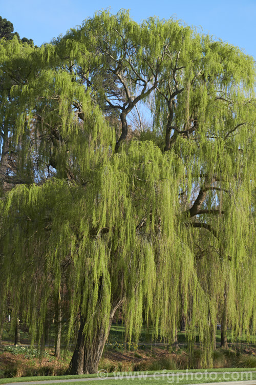 Weeping Willow (<i>Salix babylonica</i>) in early spring with young foliage. This deciduous tree is found over much of the temperate. Middle. East and Asia. It often grows near watercourses, reaches as much as 20m tall and has strongly pendulous branches. Order: Malpighiales, Family: Salicaceae