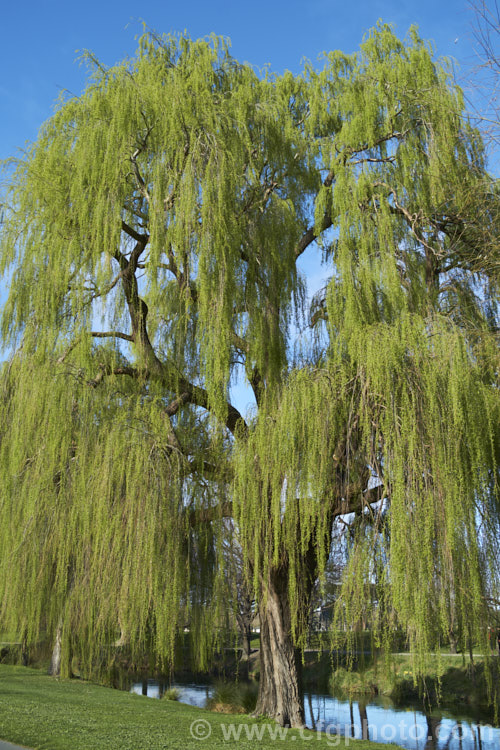 Weeping Willow (<i>Salix babylonica</i>) in early spring with young foliage. This deciduous tree is found over much of the temperate. Middle. East and Asia. It often grows near watercourses, reaches as much as 20m tall and has strongly pendulous branches. Order: Malpighiales, Family: Salicaceae