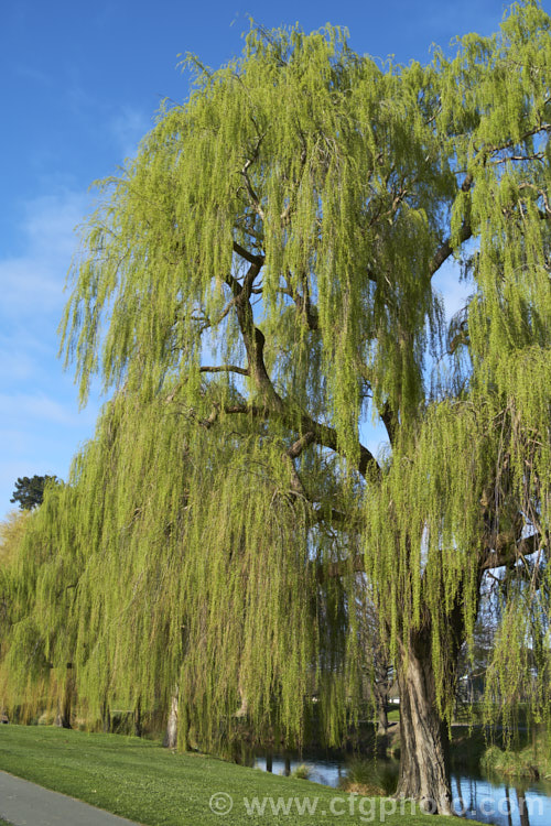 Weeping Willow (<i>Salix babylonica</i>) in early spring with young foliage. This deciduous tree is found over much of the temperate. Middle. East and Asia. It often grows near watercourses, reaches as much as 20m tall and has strongly pendulous branches. Order: Malpighiales, Family: Salicaceae