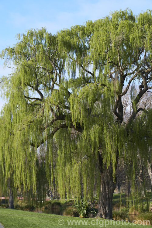 Weeping Willow (<i>Salix babylonica</i>) in early spring with young foliage. This deciduous tree is found over much of the temperate. Middle. East and Asia. It often grows near watercourses, reaches as much as 20m tall and has strongly pendulous branches. Order: Malpighiales, Family: Salicaceae