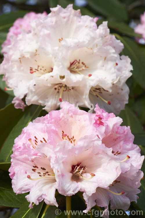 Rhododendron montroseanum, a late winter- to early spring-flowering tree-sized, grande series species from western China and northern Burma. Its flowers are usually deep pink, but the near white form flushed with deep pink is not uncommon. The flower trusses are quite large but may appear small simply because of the size of the heavily-veined leaves, which are often over 30cm long