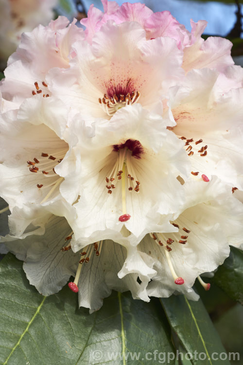 Rhododendron montroseanum, a late winter- to early spring-flowering tree-sized, grande series species from western China and northern Burma. Its flowers are usually deep pink, but the near white form flushed with deep pink is not uncommon. The flower trusses are quite large but may appear small simply because of the size of the heavily-veined leaves, which are often over 30cm long