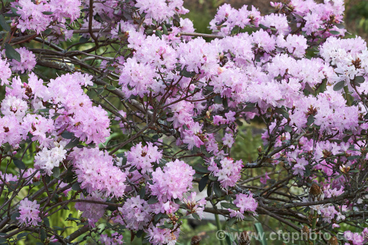 Rhododendron racemosum 'Rock Rose', a cultivar of an evergreen, upright, twiggy shrub that can grow to a 5m tall. The species from is found in Yunnan and Szechwan, China, where it occurs in alpine conditions at altitudes between 1800-4500m. It flowers in early spring 'Rock Rose' differs from the species in having flowers that are a brighter, clearer pink, rather than lavender-pink. It is also usually compact