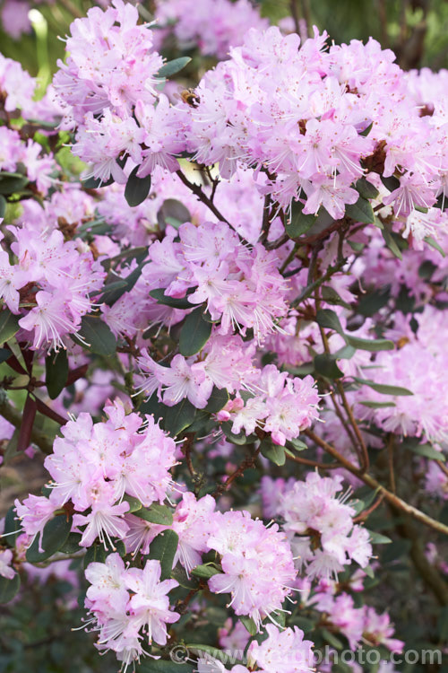 Rhododendron racemosum 'Rock Rose', a cultivar of an evergreen, upright, twiggy shrub that can grow to a 5m tall. The species from is found in Yunnan and Szechwan, China, where it occurs in alpine conditions at altitudes between 1800-4500m. It flowers in early spring 'Rock Rose' differs from the species in having flowers that are a brighter, clearer pink, rather than lavender-pink. It is also usually compact