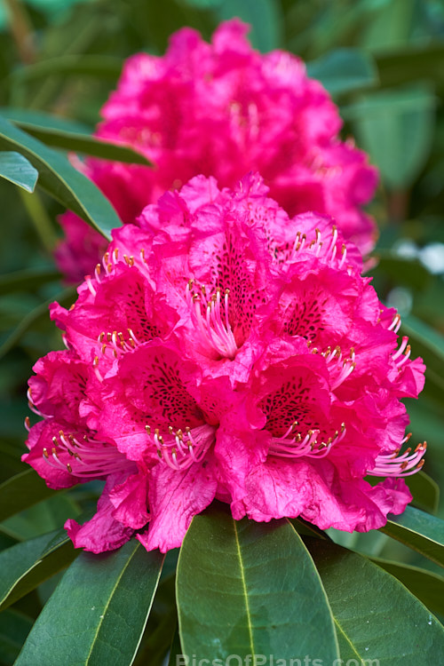<i>Rhododendron</i> 'Max Sye', a medium sized evergreen shrub that with great age can exceed 4.5m tall x 4m wide. It has deep pink to magenta flowers with dark throat spots. In mild climates it will often flower in winter. Order: Ericales, Family: Ericaceae