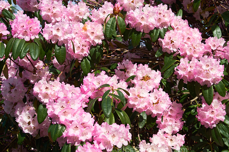 An unnamed <i>Rhododendron</i> hybrid by Edgar Stead of New Zealand, well-known for his Ilam azaleas.