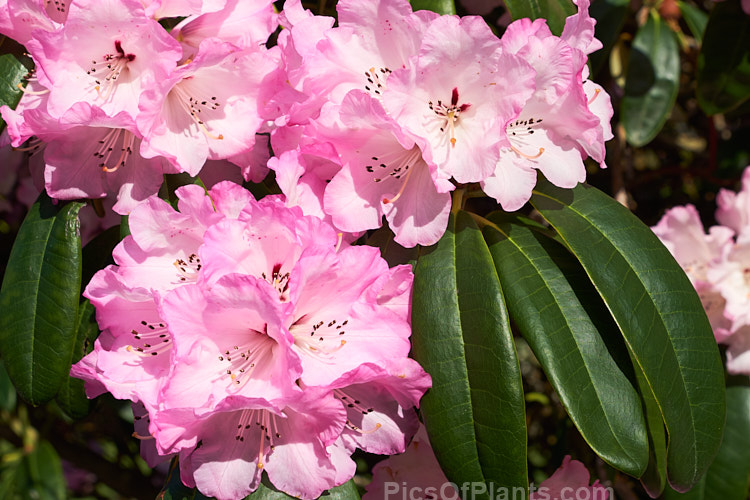 An unnamed <i>Rhododendron</i> hybrid by Edgar Stead of New Zealand, well-known for his Ilam azaleas.