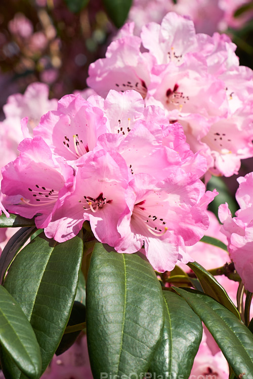 An unnamed <i>Rhododendron</i> hybrid by Edgar Stead of New Zealand, well-known for his Ilam azaleas.