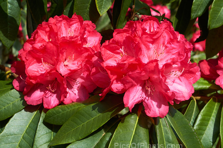 <i>Rhododendron</i> 'Halfdan Lem' ('The Hon. J-M de Montague' x 'Red Loderi'), a vigorous, heavy-flowering, award-winning shrub introduced by Lem in 1974. It will eventually grow to around 3m high and wide. The pale-centred, slightly frilled red flowers are distinctive. Order: Ericales, Family: Ericaceae