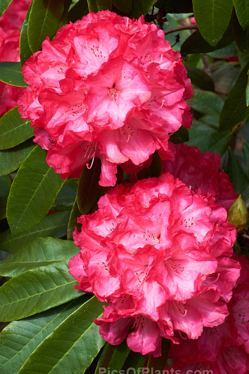 <i>Rhododendron</i> 'Halfdan Lem' ('The Hon. J-M de Montague' x 'Red Loderi'), a vigorous, heavy-flowering, award-winning shrub introduced by Lem in 1974. It will eventually grow to around 3m high and wide. The pale-centred, slightly frilled red flowers are distinctive. Order: Ericales, Family: Ericaceae
