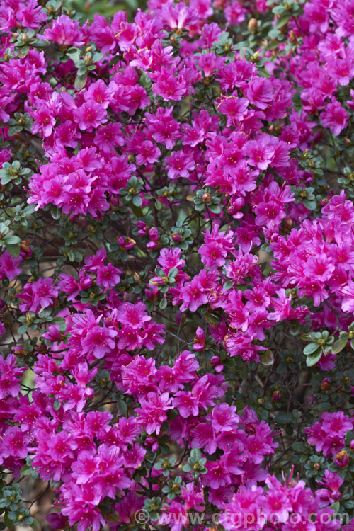 Rhododendron (evergreen azalea</i>) 'Amoena', a cultivar with tiny hose-in-hose flowers. It is a form of a plant formerly known as Rhododendron obtusum, which is now regarded as a complex hybrid of several Japanese species