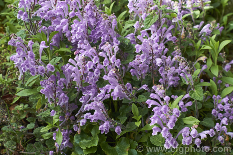Skullcap or Helmet. Flower (Scutellaria indica var. parvifolia), a small-leafed natural variety of a late spring- to early-summer-flowering perennial native to Japan and nearby parts of China and Korea. scutellaria-3462htm'>Scutellaria.