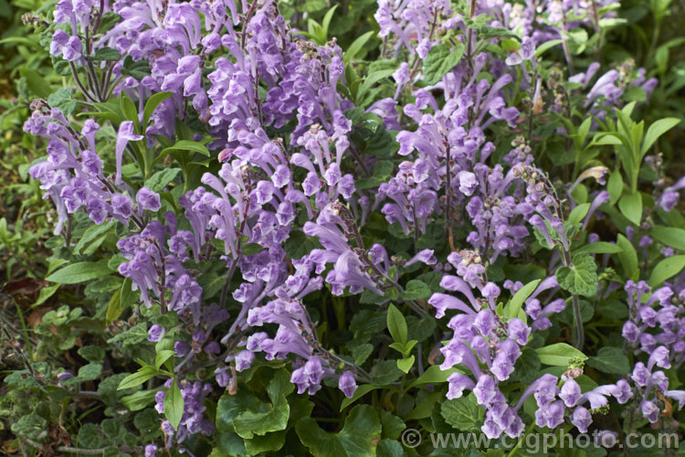 Skullcap or Helmet. Flower (<i>Scutellaria indica var. parvifolia</i>), a small-leafed natural variety of a late spring- to early-summer-flowering perennial native to Japan and nearby parts of China and Korea. scutellaria-3462htm'>Scutellaria.