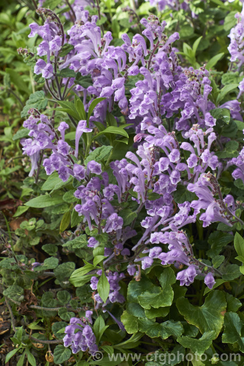 Skullcap or Helmet. Flower (<i>Scutellaria indica var. parvifolia</i>), a small-leafed natural variety of a late spring- to early-summer-flowering perennial native to Japan and nearby parts of China and Korea. scutellaria-3462htm'>Scutellaria.
