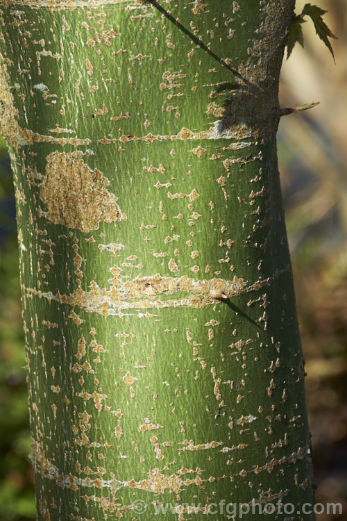 The bark of the Chinese Maple (<i>Acer campbellii</i> subsp. <i>sinense</i> [syn. <i>Acer sinense</i>]), a subspecies of a 30m tall deciduous tree found in the Himalayas from Nepal to Tibet and in neighbouring parts of China. Subspecies sinense is smaller than the species, typically less than 10m tall It occurs from Tibet through southern and central China. Order: Sapindales, Family: Sapindaceae