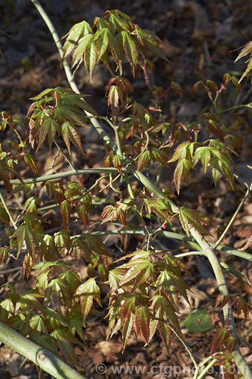 Spring foliage and flowers of the Chinese Maple (<i>Acer campbellii subsp. sinense [syn. Acer sinense]), a subspecies of a 30m tall deciduous tree found in the Himalayas from Nepal to Tibet and in neighbouring parts of China. Subspecies sinense is smaller than the species, typically less than 10m tall It occurs from Tibet through southern and central China. Order: Sapindales, Family: Sapindaceae