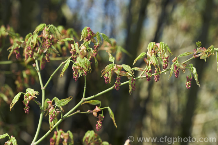 Spring foliage and flowers of the Chinese Maple (<i>Acer campbellii subsp. sinense [syn. Acer sinense]), a subspecies of a 30m tall deciduous tree found in the Himalayas from Nepal to Tibet and in neighbouring parts of China. Subspecies sinense is smaller than the species, typically less than 10m tall It occurs from Tibet through southern and central China. Order: Sapindales, Family: Sapindaceae