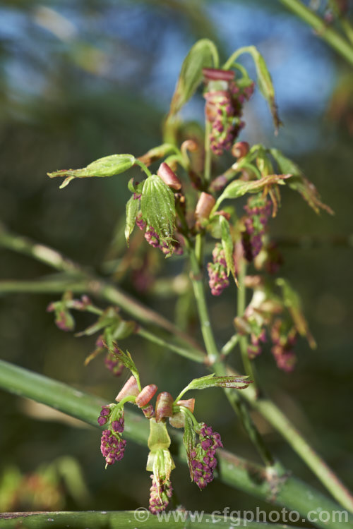 Spring foliage and flowers of the Chinese Maple (<i>Acer campbellii subsp. sinense [syn. Acer sinense]), a subspecies of a 30m tall deciduous tree found in the Himalayas from Nepal to Tibet and in neighbouring parts of China. Subspecies sinense is smaller than the species, typically less than 10m tall It occurs from Tibet through southern and central China. Order: Sapindales, Family: Sapindaceae