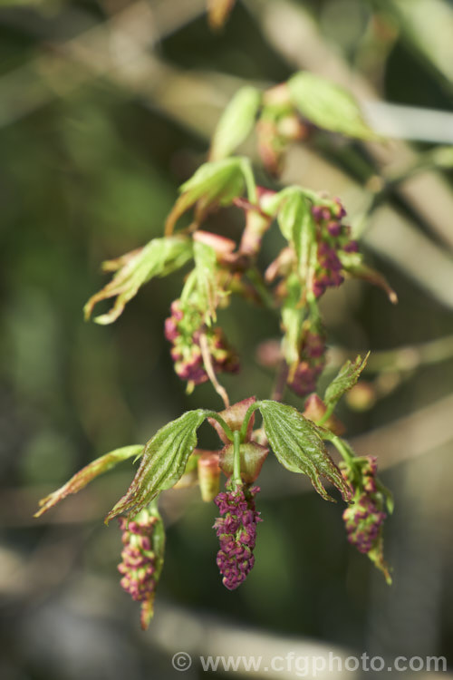 Spring foliage and flowers of the Chinese Maple (<i>Acer campbellii</i> subsp. <i>sinense</i> [syn. <i>Acer sinense</i>]), a subspecies of a 30m tall deciduous tree found in the Himalayas from Nepal to Tibet and in neighbouring parts of China. Subspecies sinense is smaller than the species, typically less than 10m tall It occurs from Tibet through southern and central China. Order: Sapindales, Family: Sapindaceae