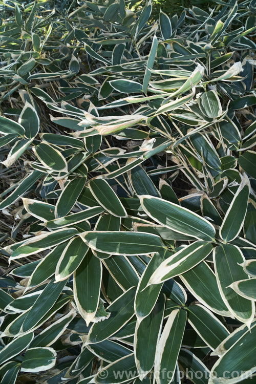 Kuma. Zasa (<i>Sasa veitchii</i>), an 80cm-15m high, slowly spreading, rhizomatous bamboo native to Japan. The dry papery edge to the foliage is normal and seen even on quite young leaves. sasa-3282htm'>Sasa. .